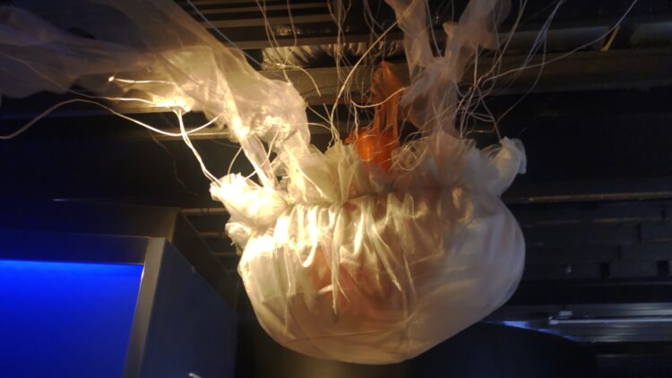 京都水族館、くらげのあかりたち