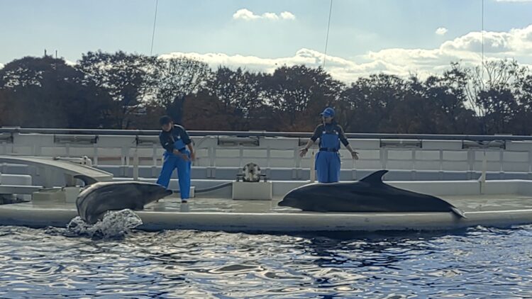 京都水族館、くらげのあかりたち