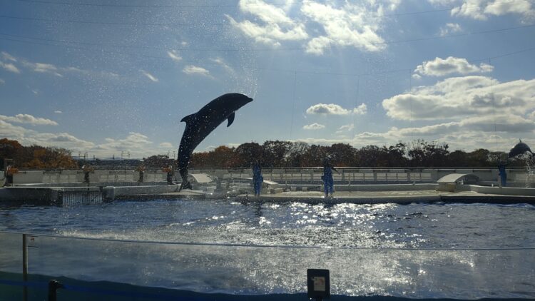 京都水族館、くらげのあかりたち