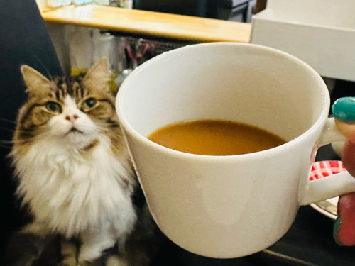 カフェネコのあくび