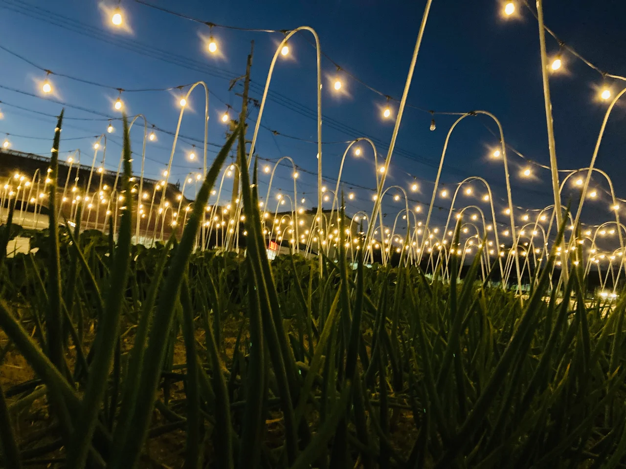 京都 京野菜 VR 宇宙 星空 ファーム BNRファーム 星空ナイトファーム 京野菜収穫体験 星空鍋 宇宙系アクティビティ