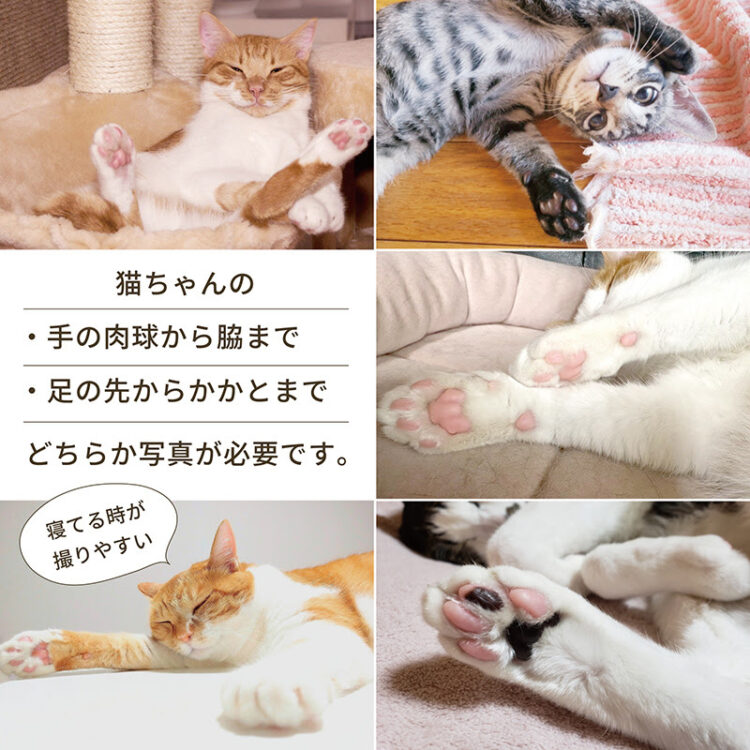 猫の手ペンシース、ガッツ、ねこ