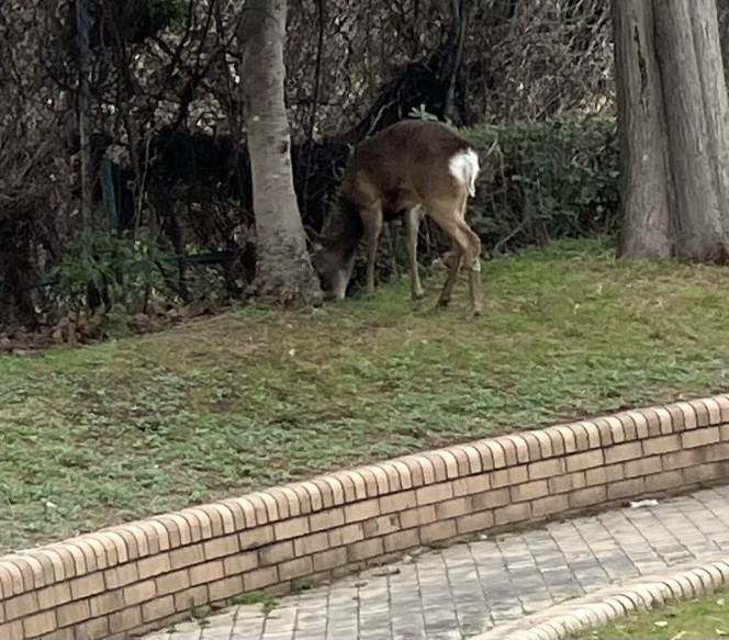 都島　鹿