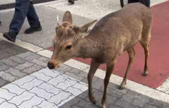 都島　鹿