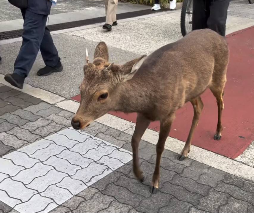 都島　鹿