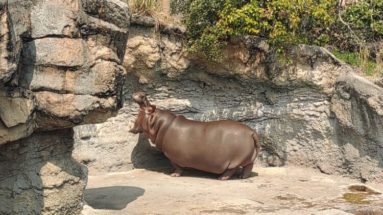 天王寺動物園、インフォメーションボード、J:COM
