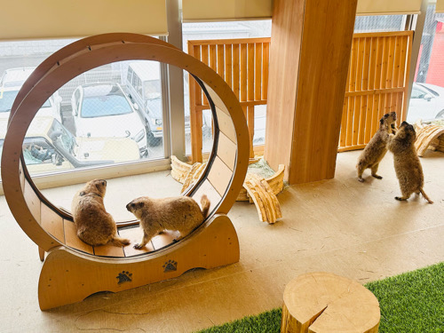 マーモット村、守口市