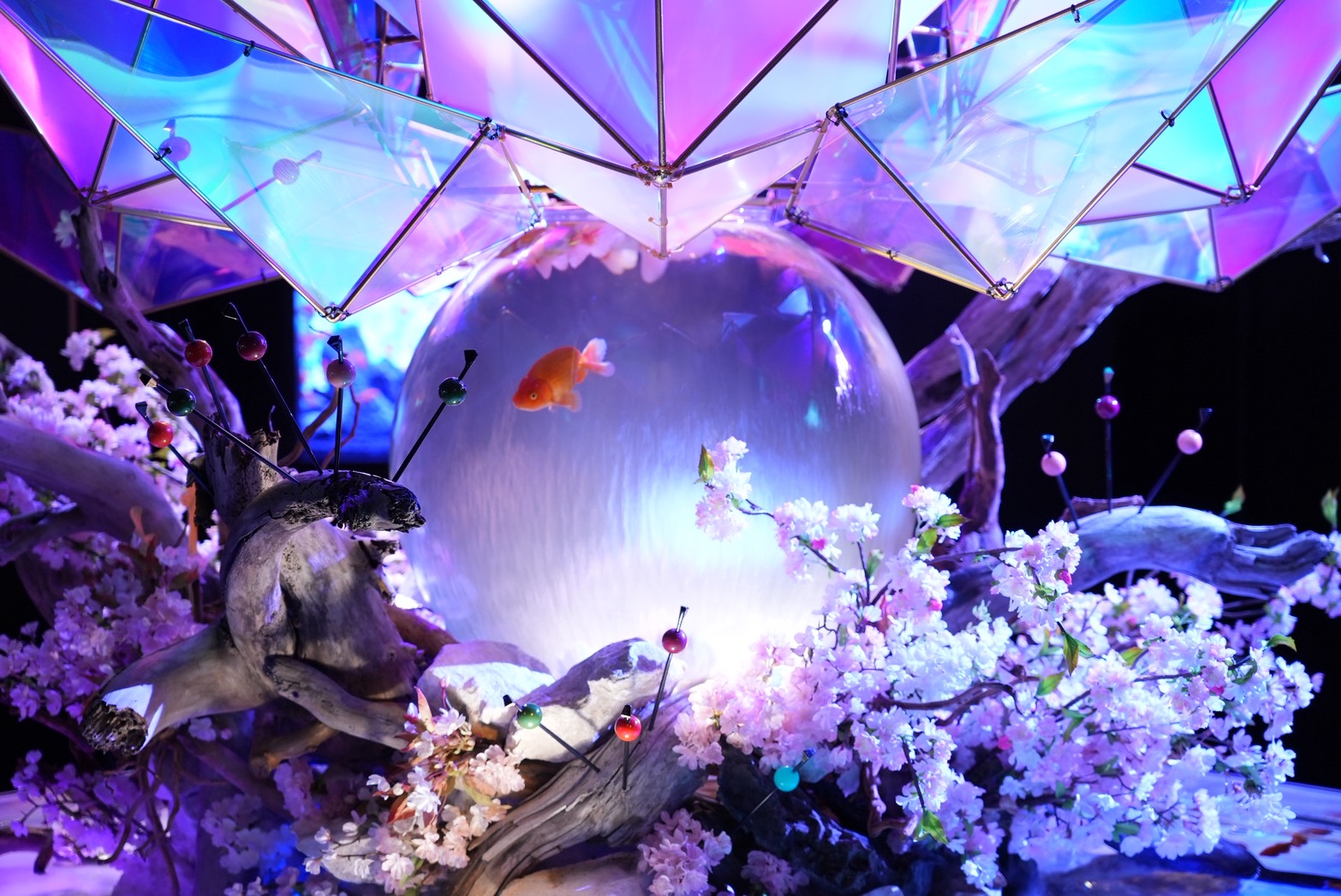 奈良 住宅展示場 イベント キッズ体験パーク 金魚ミュージアム