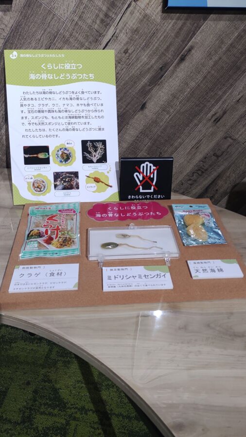 京都水族館、骨なしどうぶつ（無脊椎動物）