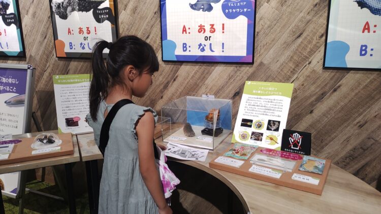 京都水族館、骨なしどうぶつ（無脊椎動物）