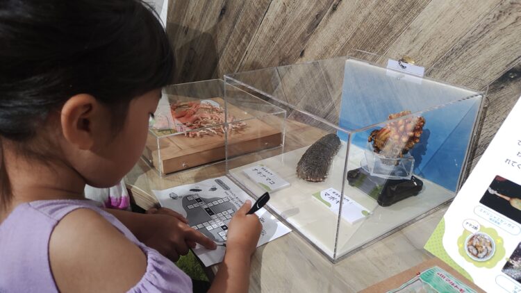京都水族館、骨なしどうぶつ（無脊椎動物）