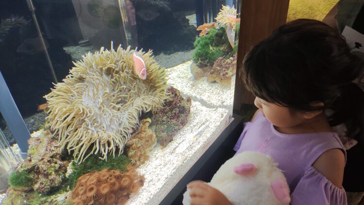 京都水族館、骨なしどうぶつ（無脊椎動物）