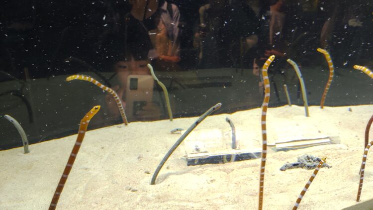 京都水族館、骨なしどうぶつ（無脊椎動物）