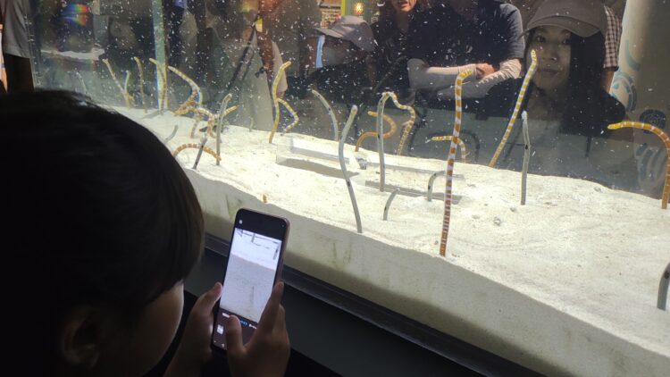 京都水族館、骨なしどうぶつ（無脊椎動物）