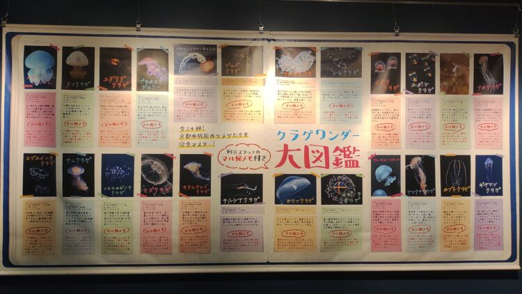 京都水族館、骨なしどうぶつ（無脊椎動物）