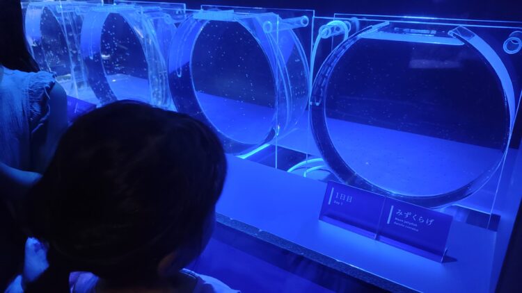 京都水族館、骨なしどうぶつ（無脊椎動物）