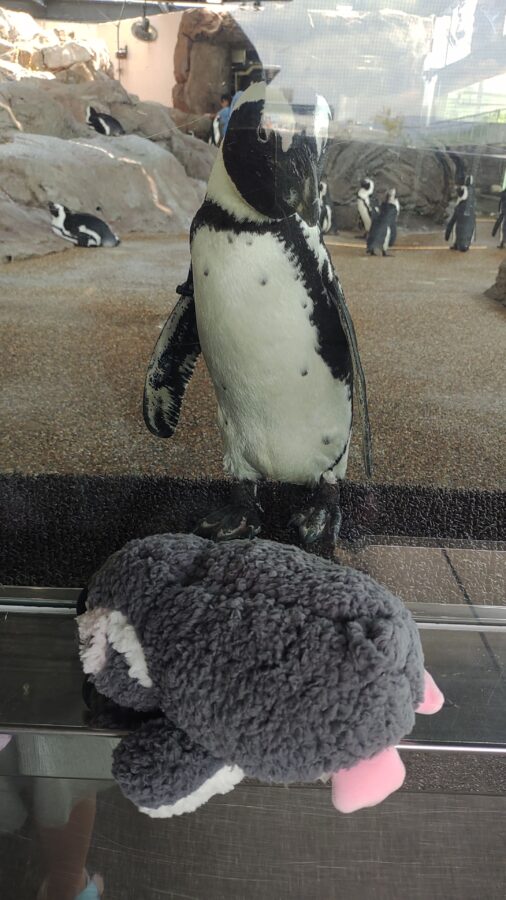 京都水族館、骨なしどうぶつ（無脊椎動物）