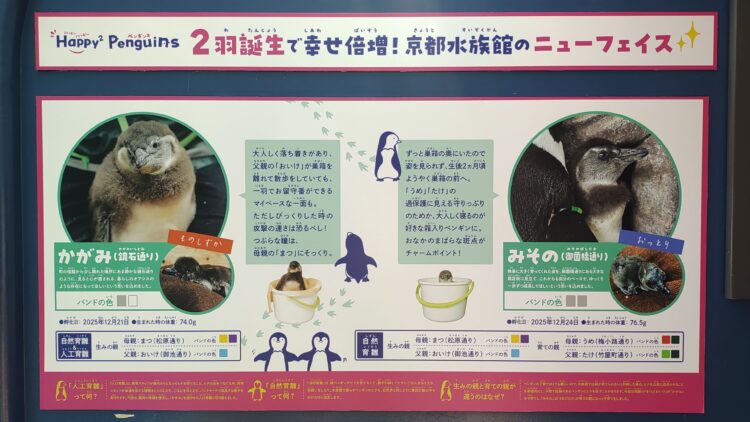 京都水族館、骨なしどうぶつ（無脊椎動物）