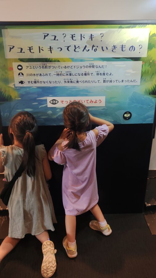 京都水族館、骨なしどうぶつ（無脊椎動物）