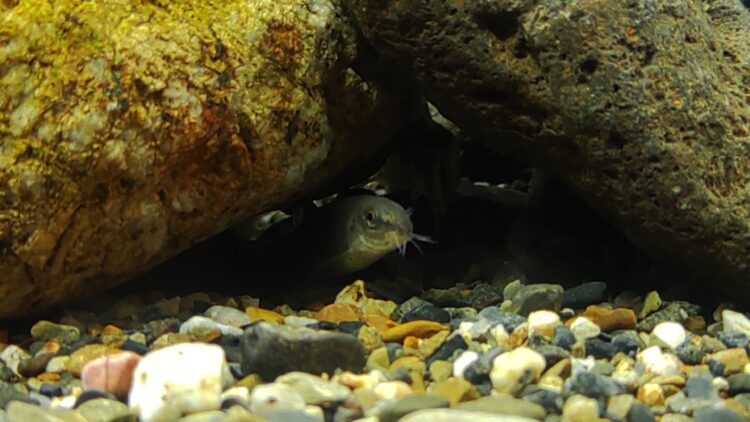 京都水族館、骨なしどうぶつ（無脊椎動物）