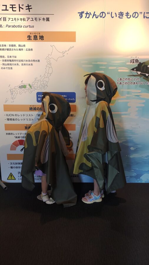 京都水族館、骨なしどうぶつ（無脊椎動物）