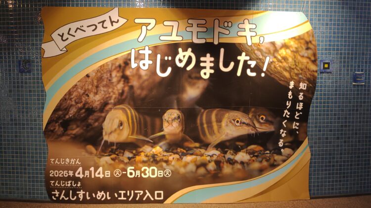 京都水族館、骨なしどうぶつ（無脊椎動物）
