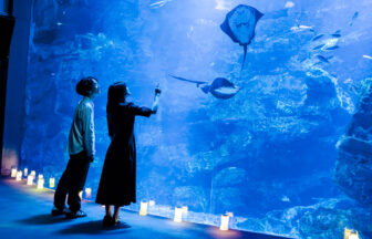 京都水族館、ナイトタイム、夜のすいぞくかん