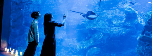京都水族館、ナイトタイム、夜のすいぞくかん