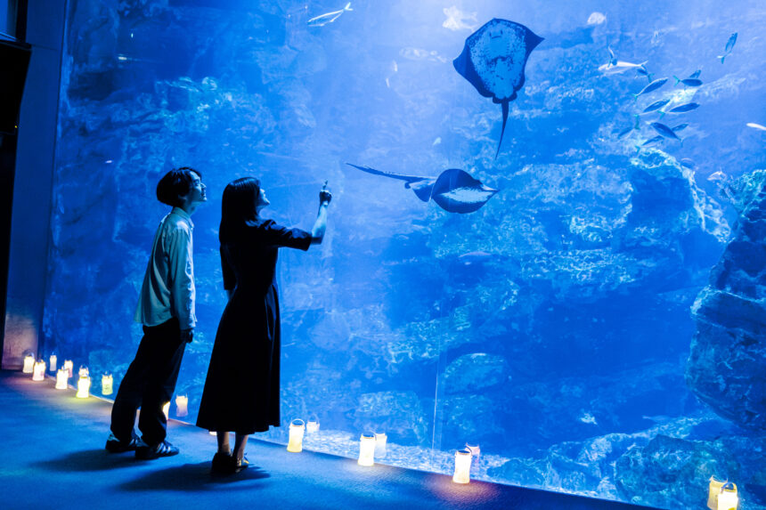 京都水族館、ナイトタイム、夜のすいぞくかん