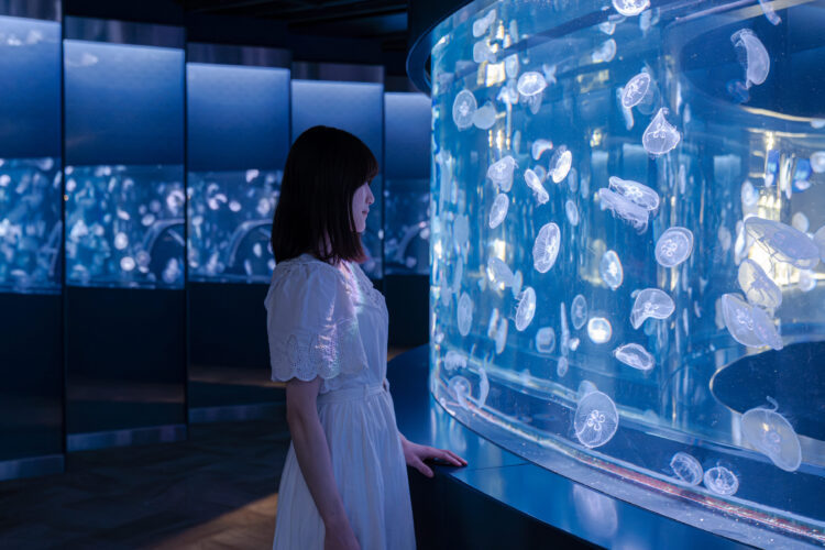 京都水族館、ナイトタイム、夜のすいぞくかん