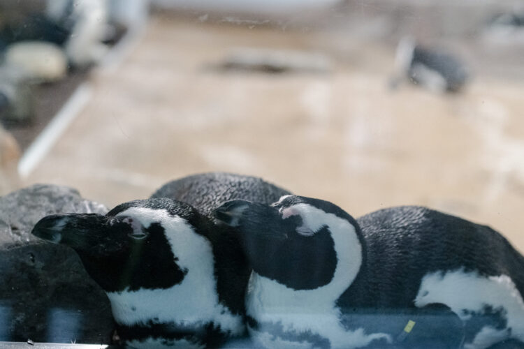 京都水族館、ナイトタイム、夜のすいぞくかん