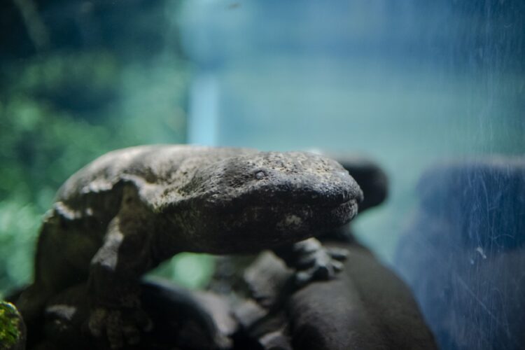 京都水族館、ナイトタイム、夜のすいぞくかん
