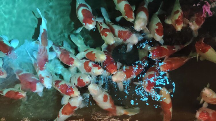 AQUARIUM、ART、atoa、アクアリウム