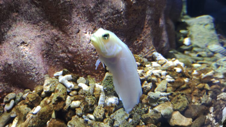 AQUARIUM、ART、atoa、アクアリウム
