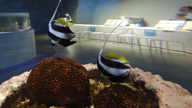 AQUARIUM、ART、atoa、アクアリウム