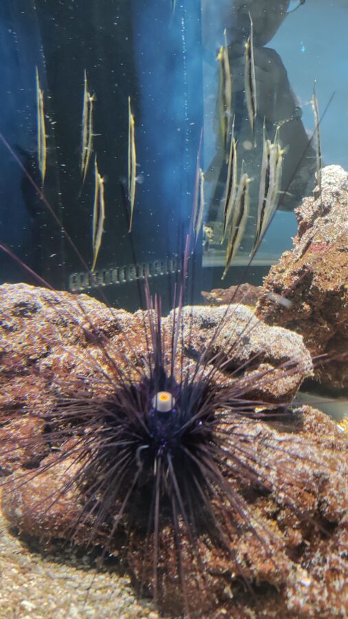 AQUARIUM、ART、atoa、アクアリウム