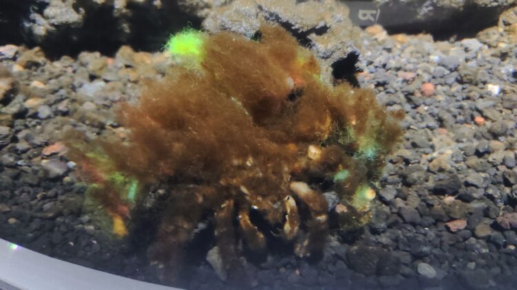 AQUARIUM、ART、atoa、アクアリウム