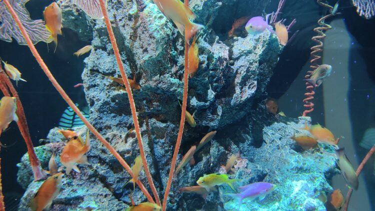 AQUARIUM、ART、atoa、アクアリウム