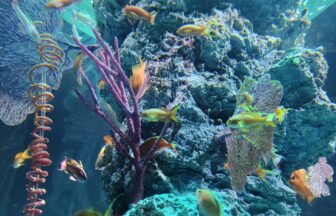 AQUARIUM、ART、atoa、アクアリウム