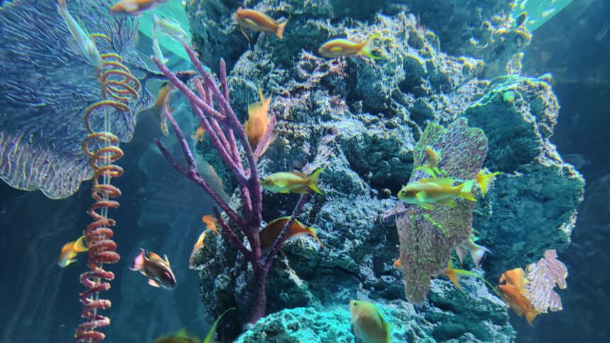 AQUARIUM、ART、atoa、アクアリウム