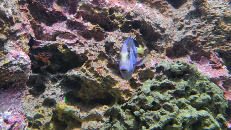 AQUARIUM、ART、atoa、アクアリウム