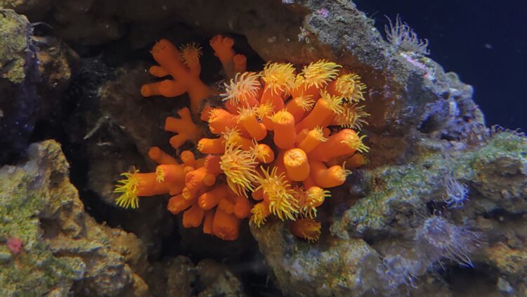 AQUARIUM、ART、atoa、アクアリウム
