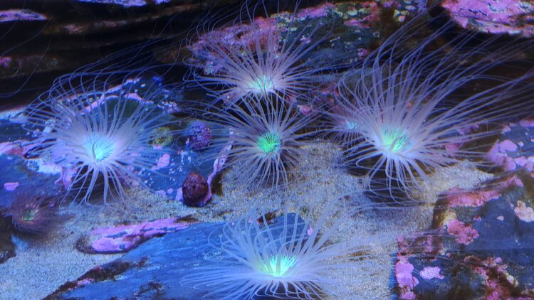 AQUARIUM、ART、atoa、アクアリウム