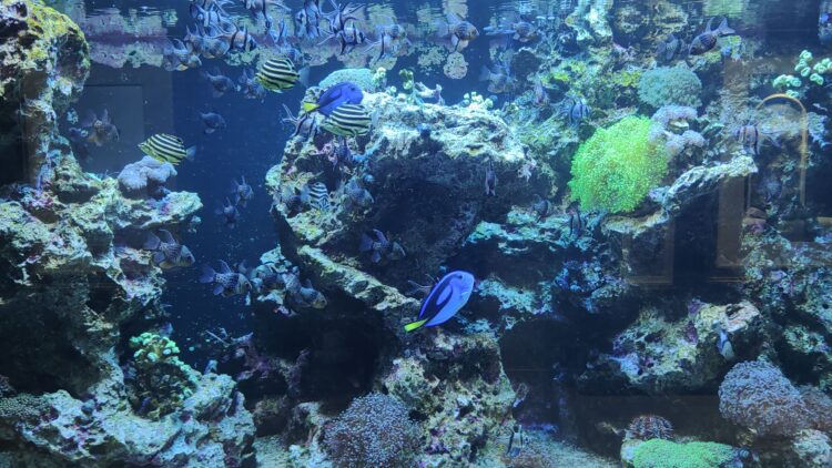 AQUARIUM、ART、atoa、アクアリウム